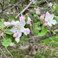 Redfree disease resistant early apple tree flowers.
