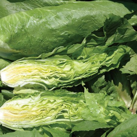 Nettuno Chicory