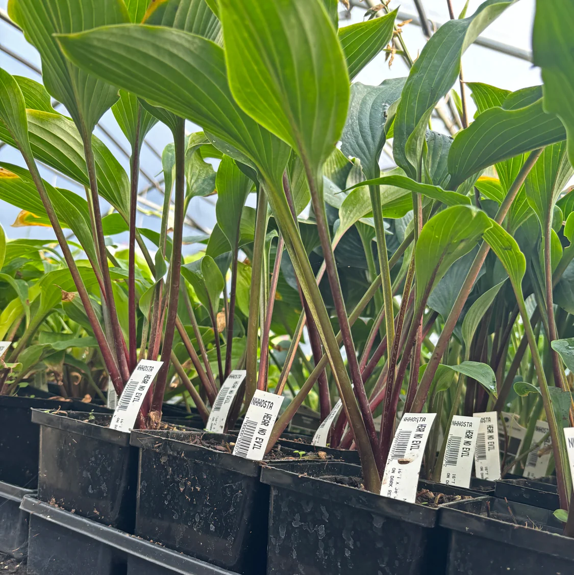 Hear No Evil Hosta Plants online shopping