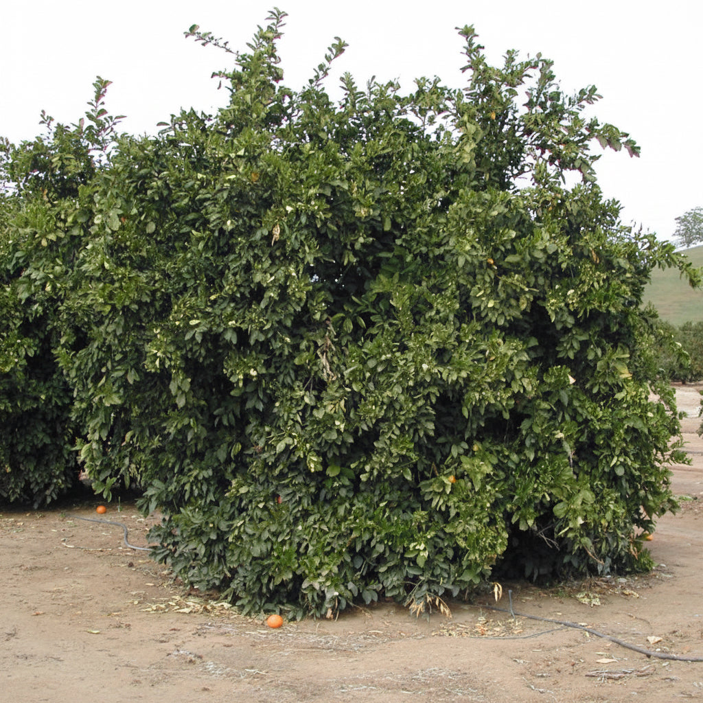 Robertson Navel Orange Budwood citrus plant material online shopping