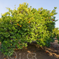 Moro Blood Orange Plant citrus plant material online shopping