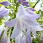 Mean Green Thing Hosta Plants online shopping