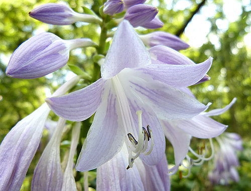 Mean Green Thing Hosta Plants online shopping