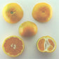 Aoshima Satsuma Mandarin Budwood citrus plant material online shopping