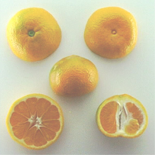 Aoshima Satsuma Mandarin Budwood citrus plant material online shopping