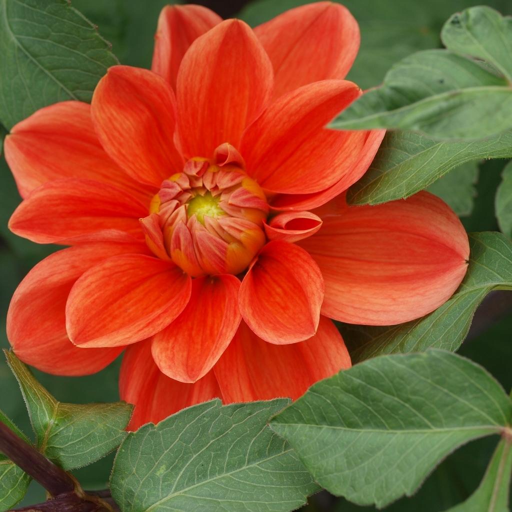 Teddy Dahlia