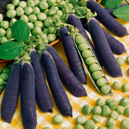 Purple Mist Organic Shelling Pea Seeds online shopping