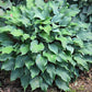 Over The Waves Hosta Plants online shopping