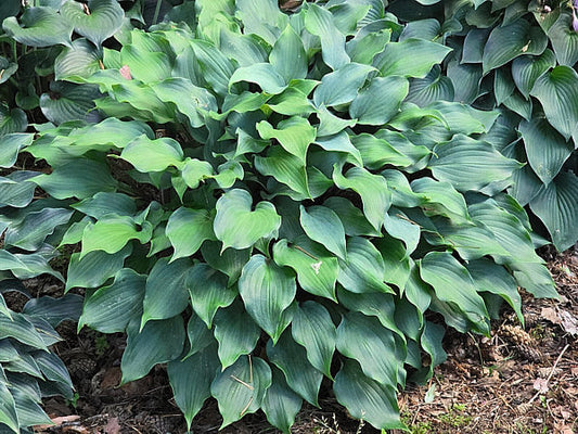 Over The Waves Hosta Plants online shopping