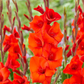 Red Balance Gladiolus Corms