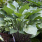 Violetta Hosta Plants online shopping