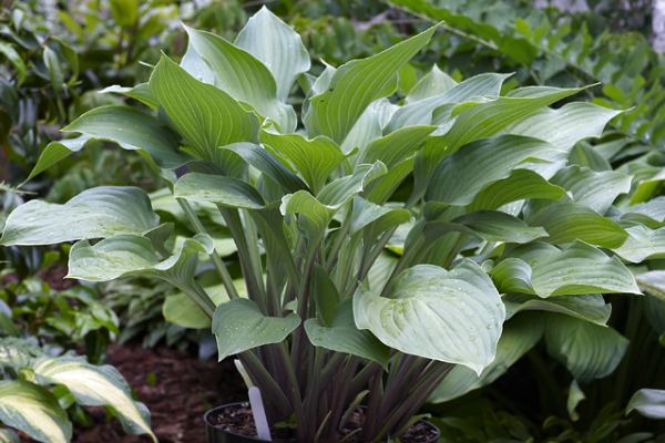 Violetta Hosta Plants online shopping