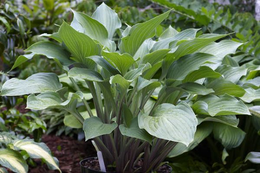Violetta Hosta Plants online shopping