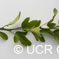 C-190 Citrumelo Trifoliate Hybrid Budwood citrus plant material online shopping