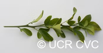 C-190 Citrumelo Trifoliate Hybrid Budwood citrus plant material online shopping
