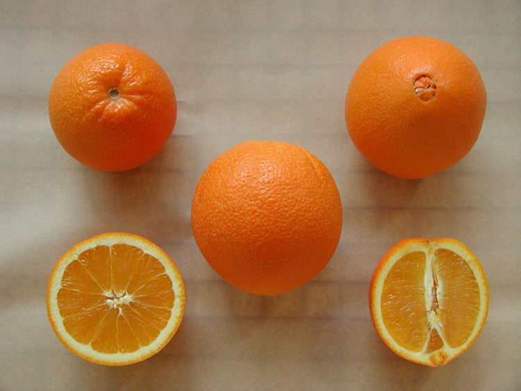 Carter Navel Orange Budwood citrus plant material online shopping