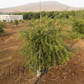 Australian Red Pulp Finger Lime Budwood citrus plant material online shopping