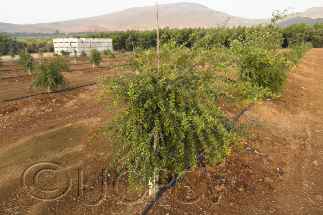 Australian Red Pulp Finger Lime Budwood citrus plant material online shopping