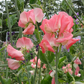 Valerie Harrod Sweet Pea seeds online shopping