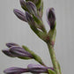 Royalty Hosta Plants online shopping
