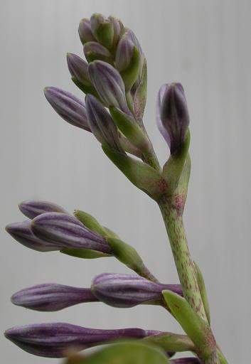 Royalty Hosta Plants online shopping