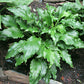 Unruly Child Hosta Plants online shopping