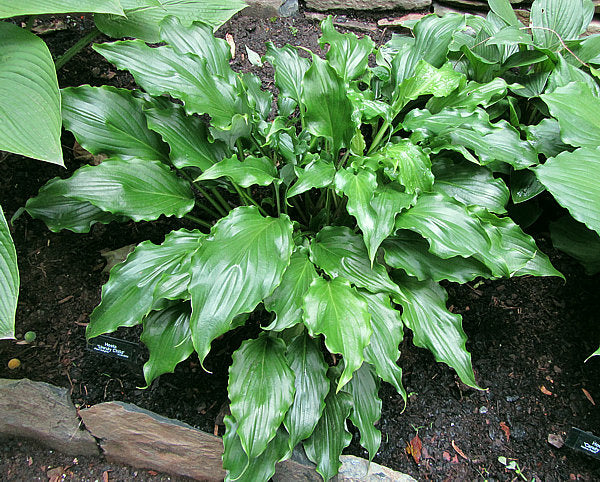 Unruly Child Hosta Plants online shopping