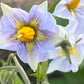Purple Majesty Seed Potato online shopping