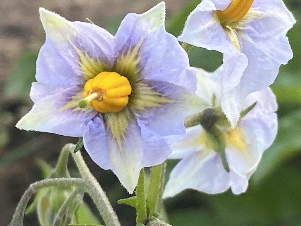 Purple Majesty Seed Potato online shopping