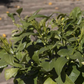 Bergamot Sour Orange Hybrid Budwood citrus plant material online shopping