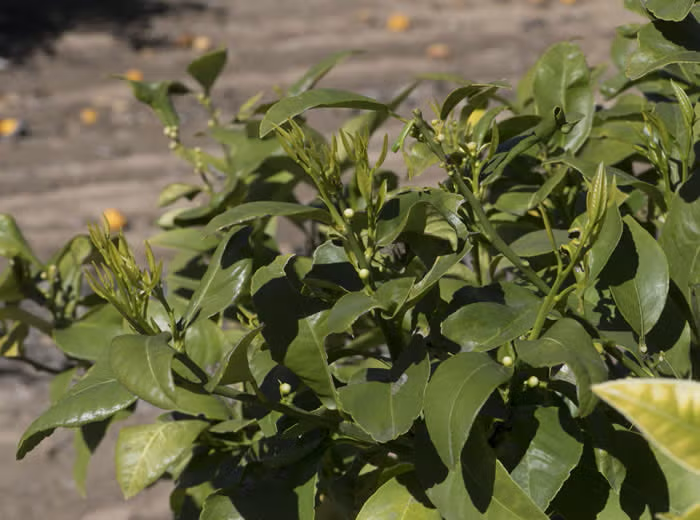 Bergamot Sour Orange Hybrid Budwood citrus plant material online shopping
