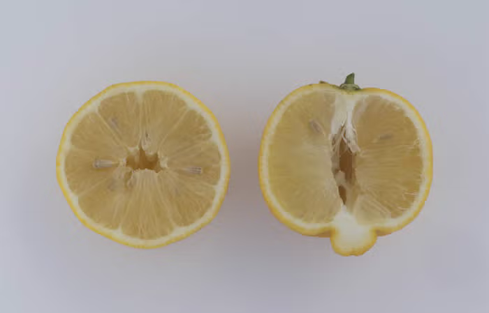 Pomona Sweet Lemon Budwood citrus plant material online shopping