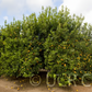 Santa Teresa Femminello Lemon Plant citrus plant material online shopping