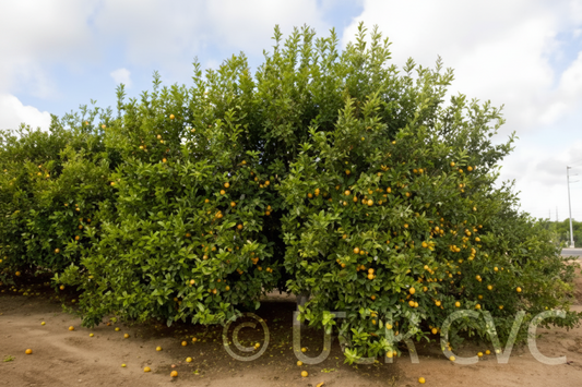 Santa Teresa Femminello Lemon Plant citrus plant material online shopping