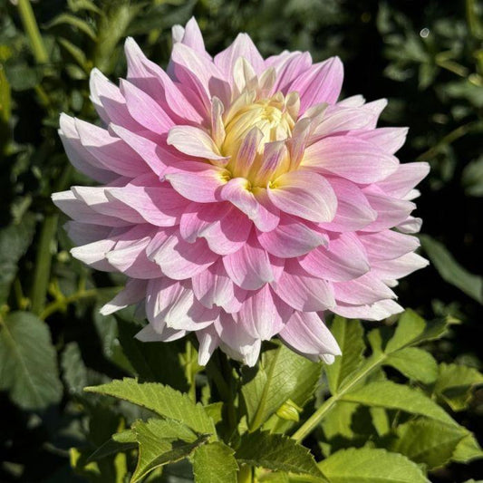 Petal Faster Dahlia