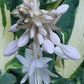 Hans Hosta Plants online shopping