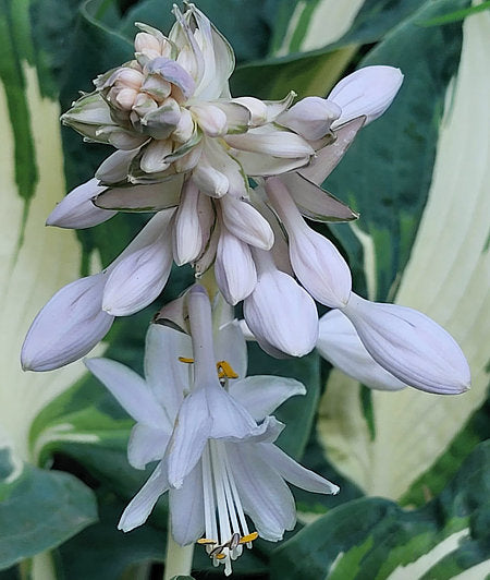 Hans Hosta Plants online shopping