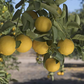 Palestine Sweet Lime Budwood citrus plant material online shopping