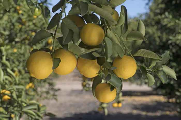 Palestine Sweet Lime Budwood citrus plant material online shopping