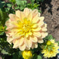 Day Dreamer Dahlia