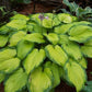 Old Glory Hosta Plants online shopping