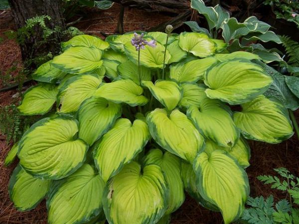 Old Glory Hosta Plants online shopping