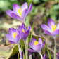Purple Crocus Corms