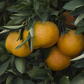 Miyagawa Satsuma Mandarin Budwood citrus plant material online shopping