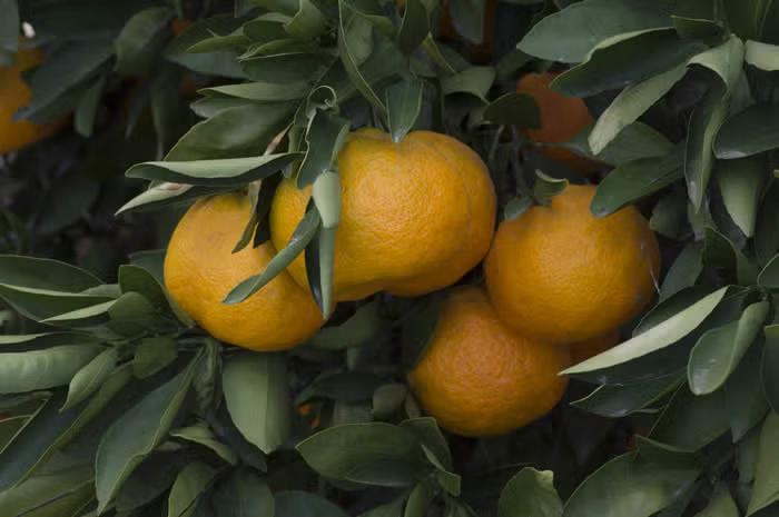 Miyagawa Satsuma Mandarin Budwood citrus plant material online shopping