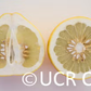 Mato Buntan Pummelo Budwood citrus plant material online shopping
