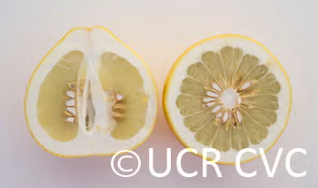 Mato Buntan Pummelo Budwood citrus plant material online shopping