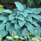 Valyrian Steel Hosta Plants online shopping