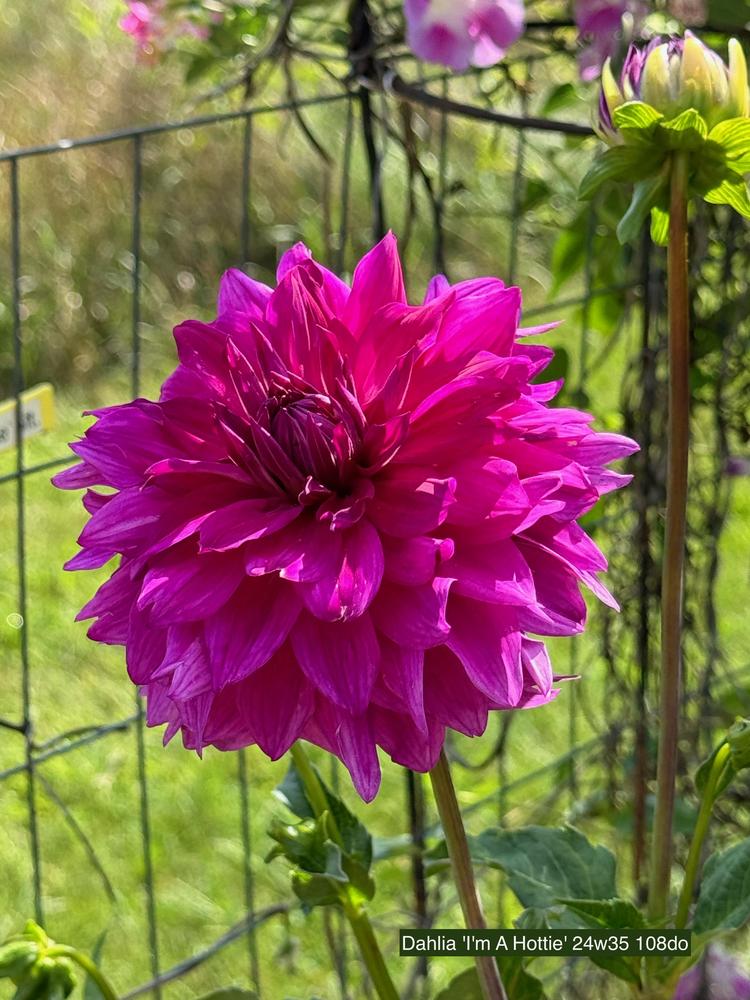 I’m A Hottie Dahlia