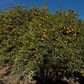 Pineapple Sweet Orange Budwood citrus plant material online shopping